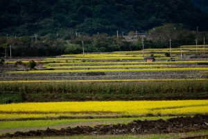 花東縱谷油菜花季