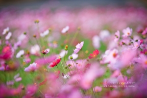 這是個屬於花的故事 ， 而且 ， 故事才剛開始