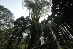 阿里山の旅 (下)