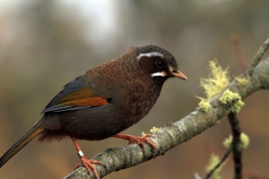 金翼白眉-大頭證件照