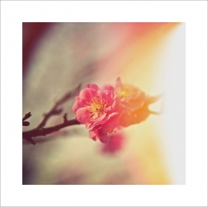 憶·LOMO - 梅嶺古道拾景