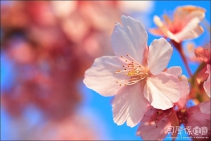 伊豆熱海春賞味‧橫濱東京歡樂遊-風景選I
