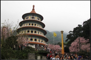 天元宮櫻情與我
