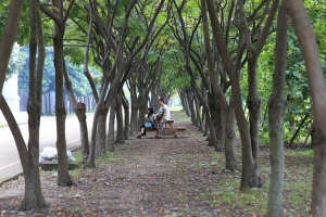 散散來北大看花(修定版)