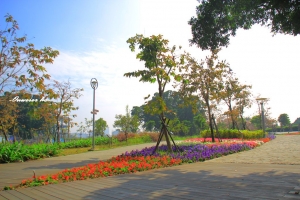 就是想拍花