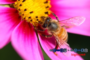 一花一世界partII