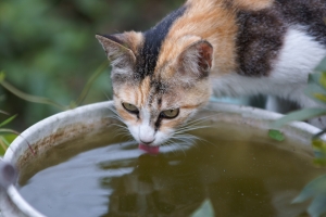 附近放養的貓(老面孔...)