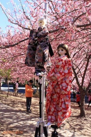 過年武陵櫻花   60D+18-55鏡頭