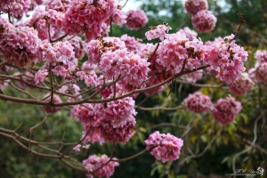 粉紅風鈴木物語