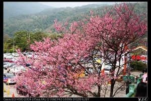 2009陽明山花季