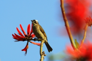 鳥語花香 春意濃 .... 220L