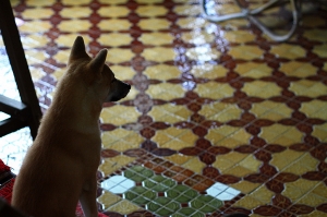 颱風天只能在家睡的小柴犬