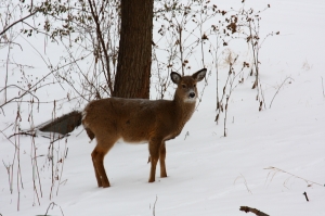 踏雪尋鹿(100-400L)
