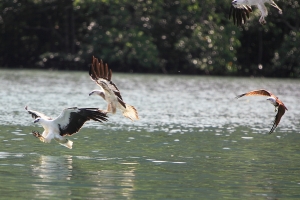 春節蘭卡威拍鳥行