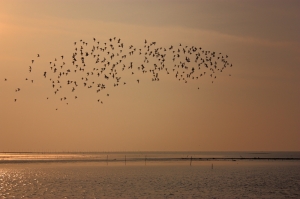 西港夕色(佛祖光) + 黑卡