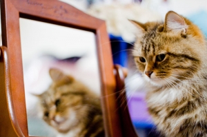 貓咪照鏡子