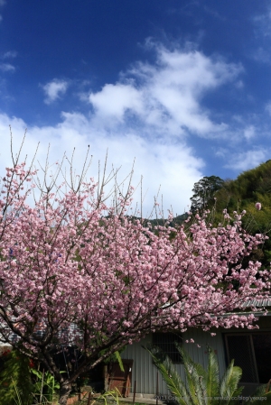 春天的花花 ^_________^