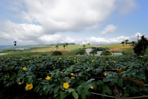 大坪頂--農場風光