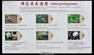 棉花
