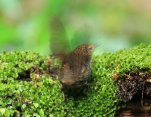 456打鳥記 - 小滷蛋首拍紀錄