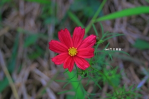 花兒寫真