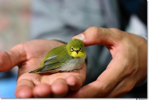 ●●●Sigma50mm F1.4....打鳥實測●●●by雙胞胎媽媽