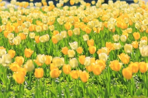 春天到了 ~~ 85L 皇后區植物園散步