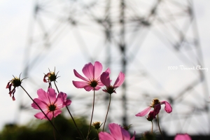 小小白IS也能拍花