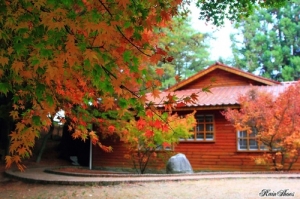 又到賞楓時 北部山區何處尋 看過來