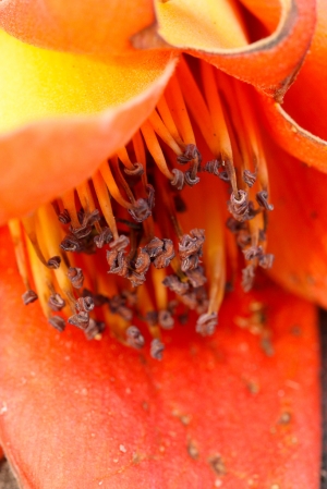 2012-03-28 木棉花麥照