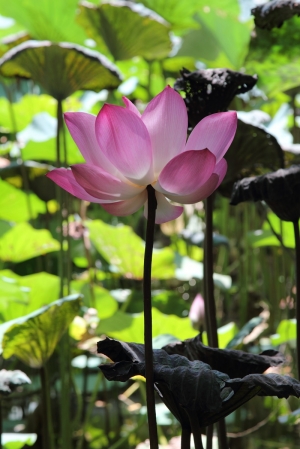 水中蓮