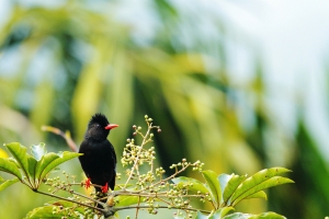 紅嘴黑鵯