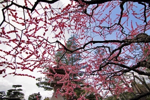 7D在京都北野天滿宮賞梅花-上