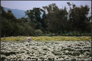 杭菊