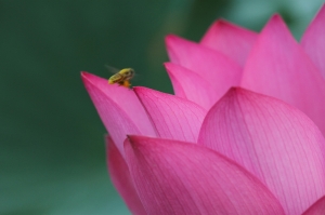 蜂荷日麗~拍荷GO