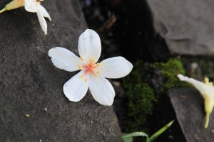 宜蘭也有油桐花～