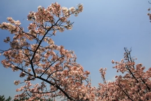 今天台北的天空很京都....