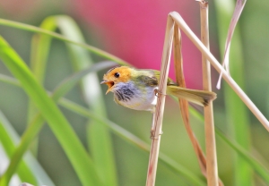 456打鳥記 - 武陵飛羽 ~ 棕面鶯