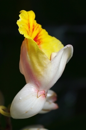 Sophies植物微距攝影集064