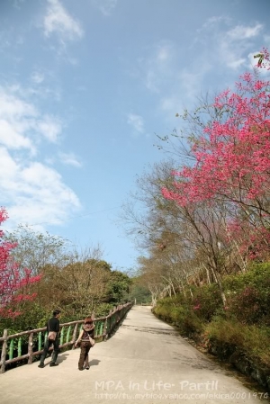 三峽遊 小烏來瀑布/祖師廟老街