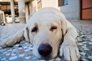 咦!!!(狗狗一張流)