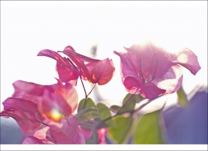 陽台上的無名花