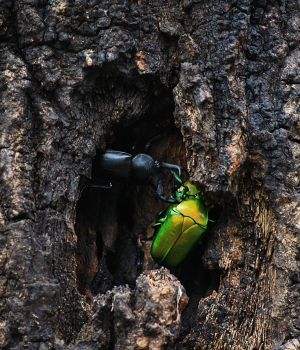 幾張非微距生態趣圖