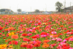 嘉義花海田