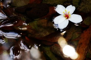 油桐油桐我愛你