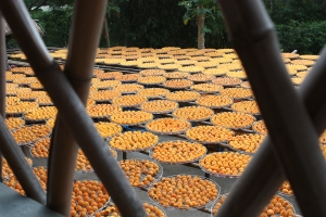 2011-10-09 新埔柿餅、賽德克巴萊林口霧社街、永安漁港