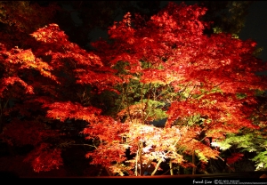 1011118永觀堂夜楓