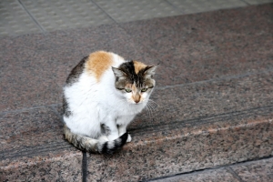 捷運站前的野貓
