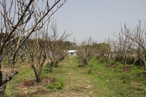 振豪生態有機農場