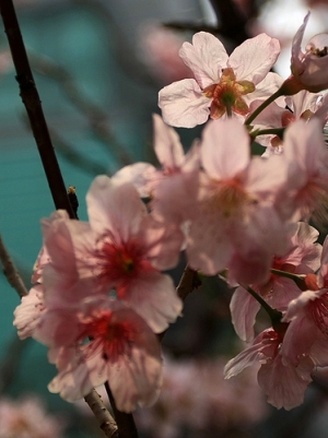 內湖的櫻花-圖多傷眼~^^